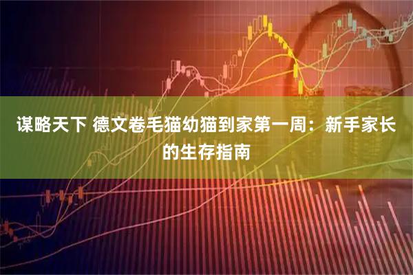 谋略天下 德文卷毛猫幼猫到家第一周:新手家长的生存指南